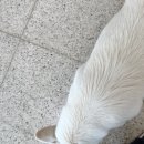 강화초지인삼센터 후기 수삼 홍삼 인삼 구매팁 강화도 날씨