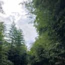 섬진강대나무숲길 이미지