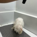 진이네 강아지풀 | [수원 광교] 진이네강아지풀/ 광교 애견셀프목욕 후기