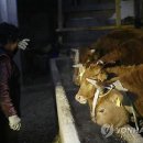 여물 Daum카페