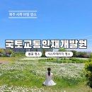 제주 서귀포 국토교통인재개발원 샤스타데이지 꽃명소 실시간 개화 후기