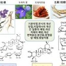 도라지 사포닌 알아보기 이미지