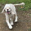 DOG 깨비 이미지