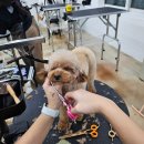 할 사항들-마산애견미용학원 창원애견미용학원 경남애견미용학원 벨라루시애견미용학원 국비지원반려견...