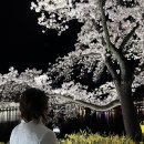 김천정보통신공사 | 김천 연화지 벚꽃축제 실시간 개화상태 일정 주차 정보