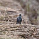 서산의 흰점찌르레기(Common starling) 이미지