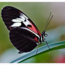 나비의꿈 이미지