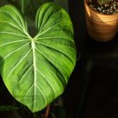 [월간 플로라] 그랜트의 식물이야기 - 필로덴드론 이미지