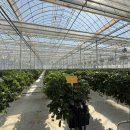 담수농장 | 논산 잠뱅이 딸기농장 WPL 딸기기초과정 2일차 후기