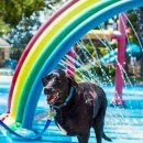 강아지의 하루 이미지