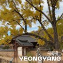 서석지마을 | 경북 영양 서석지 은행나무 실시간 및 주차정보