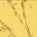 mRNA 백신은 인간의 몸에 디지털 인프라를 구축하는 전자칩과 전자회로이다!(주형돈/의사) 이미지