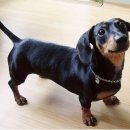 닥스훈트(DACHS HUND) 이미지
