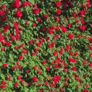 홍콩반점0410 부천도당점 이미지