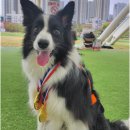 &#34;🏃러닝 좋아? 🐕캐니크로스 어때?&#34; 일상이 무한질주인 보더콜리 집사 : 부추콜리 [에디터의 애착 털뭉치 #7]