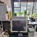 멕시카나아산
