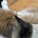 냐옹냐옹고양이카페 이미지