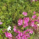 11590-다1 이미지