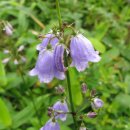 잔대 [Japanese lady bell (Adenophora triphylla)] 이미지