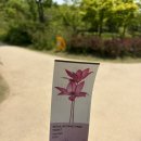 (주)제원 | [서울식물원 주제원 장미수국 축제🌹] 봄꽃축제 나들이 추천 (생각보다 더웠음)