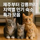라온하제펜션 | 🗺️ 제주부터 강릉까지! 지역별 인기 숙소 특가 모음 (조식·바비큐 포함)