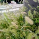 강아지풀 이미지