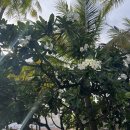 피아이씨골프 | [괌 숙소] PIC, pacific islands club 숙박후기