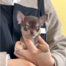 예산(대전) | 대전 동양 애견에서 만난 예산강아지 치와와 분양 후기