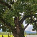 성주 예산리 만산댁 이미지