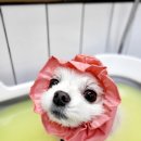 도꾸애견 이미지