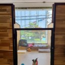 해피펫애견 이미지