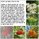 노란열매 이미지