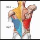 면목동pt/면목동헬스장) 등운동 그립의 대해서 알아보자! 등운동이 어렵다면 토니바디 용마점으로!