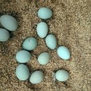 청란 청계란 청계알 효능 매일 아침 삶은달걀 루틴 이미지