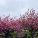 와룡길 | 경남 사천 겹벚꽃 명소 청룡사, 비 오는 평일 방문 후기