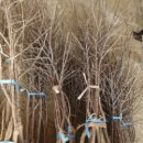 성보농원 이미지