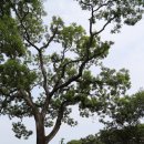 고산