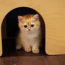 애월캐터리 이미지