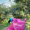 웰빙댄스 | 전남 가을 축제 2025 고흥 유자축제 후기