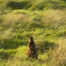 빛마루농장 | [Melbourne #3] 멜버른 퍼핑빌리 아일랜드 투어, 미스메이플티룸, 조이투어