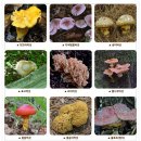 식용버섯,약용버섯,독버섯,종류와 효능 이미지