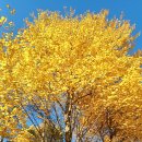 나무향기 이미지