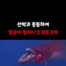 고래선박