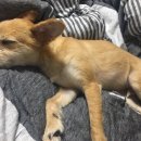 언양 동물병원 이미지