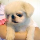 토토페키 Daum카페