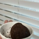 요 와라와라 | 촉촉 두쫀쿠 택배 성공 후 재구매 완료 ㅣ퀑카네 초콜릿 두바이 쫀득쿠키 모찌 솔직 후기