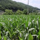 한반도면-2 이미지