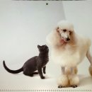 태화동물병원 이미지