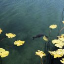 낚시타운 좌대낚시터 이미지