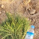 해송 농장 이미지